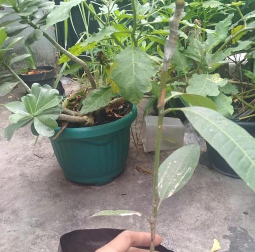jual bibit tanaman Bibit Mangga Red Ivory Jombang