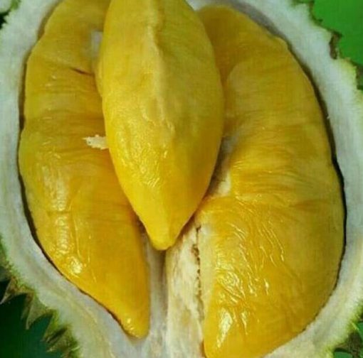jual bibit tanaman Bibit Musang King Pohon Durian Kaki Tiga Ogan Komering Ulu