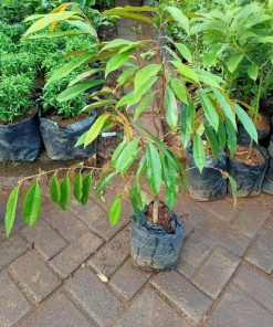 jual bibit tanaman Bibit Musang King Tanaman Pohon Buah Duren Durian Montong Medan Palu Bawor Hasil Cangkok Padang Lawas Utara