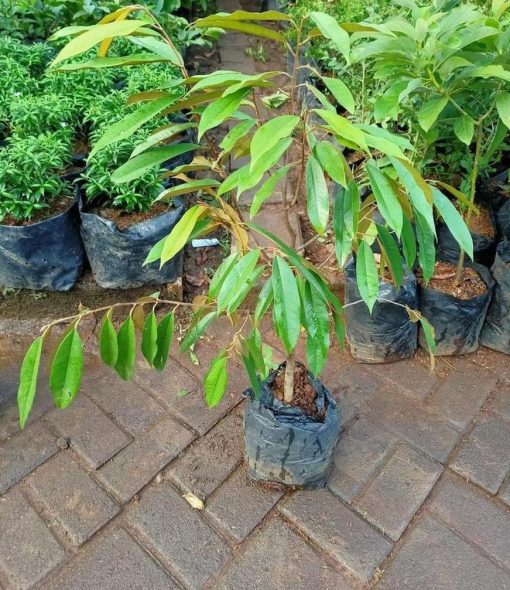 jual bibit tanaman Bibit Musang King Tanaman Pohon Buah Duren Durian Montong Medan Palu Bawor Hasil Cangkok Padang Lawas Utara