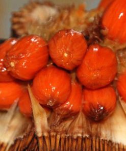 jual bibit tanaman Bibit Nangka Merah Tanaman Buah Red Jackfruit Ende