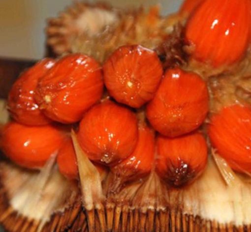 jual bibit tanaman Bibit Nangka Merah Tanaman Buah Red Jackfruit Ende