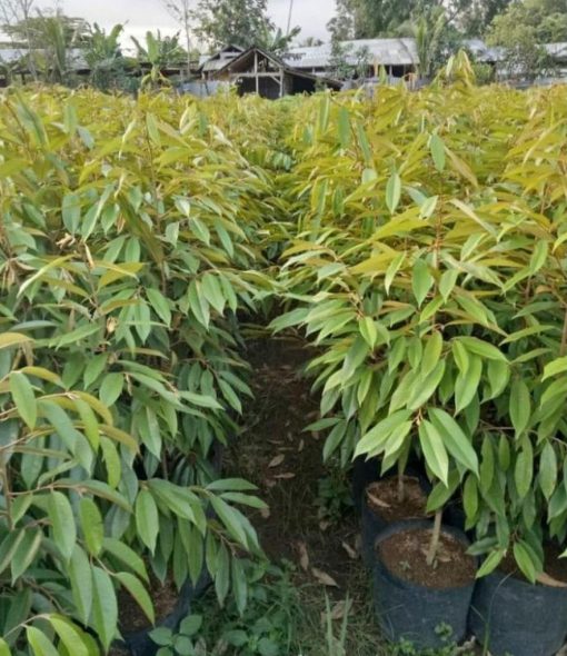 jual bibit tanaman Bibit Pohon Durian Buah Montong Super Jumbo Bintan