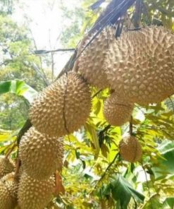 jual bibit tanaman Bibit Pohon Durian Buah Musang King Kaki TigaTanaman Tiga Mamuju Utara
