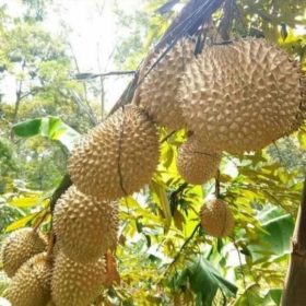 jual bibit tanaman Bibit Pohon Durian Buah Musang King Kaki TigaTanaman Tiga Mamuju Utara