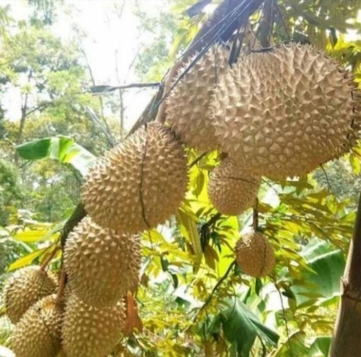 jual bibit tanaman Bibit Pohon Durian Buah Musang King Kaki TigaTanaman Tiga Mamuju Utara