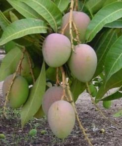 jual bibit tanaman Bibit Pohon Mangga Best Seller Gedong Gincu Super Okulasi Berkualitas Kirim Langsung Lombok Utara