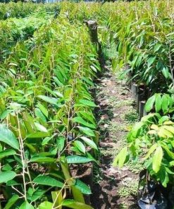 jual bibit tanaman Bibit Tanaman Buah Durian Gundul Unggul Ecer Tasikmalaya
