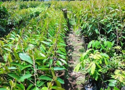 jual bibit tanaman Bibit Tanaman Buah Durian Gundul Unggul Ecer Tasikmalaya