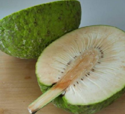 jual bibit tanaman sukun Sukabumi