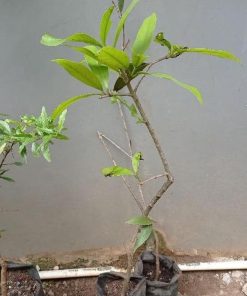 jual pohon buah Bibit Buah Cangkokan Jambos -Jambu Mawar- Cangkok Fullsun Tebo