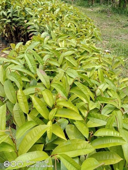 jual pohon buah Bibit Buah Durian Gundul Tanaman Okulasi Kuningan