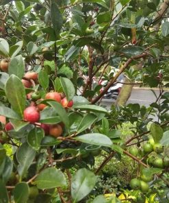 jual pohon buah Bibit Buah Leci Tanaman Jambu Unggul Probolinggo
