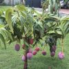jual pohon buah Bibit Buah Mangga Irwin Ungu Super Manis Pidie