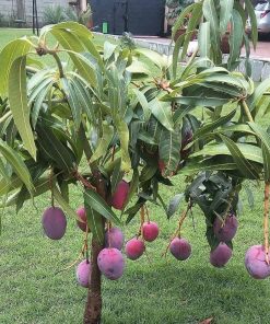 jual pohon buah Bibit Buah Mangga Irwin Ungu Super Manis Pidie