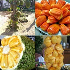 jual pohon buah Bibit Buah Nangka Nangkadak Madu Merah Cempedak Mini Ketapang