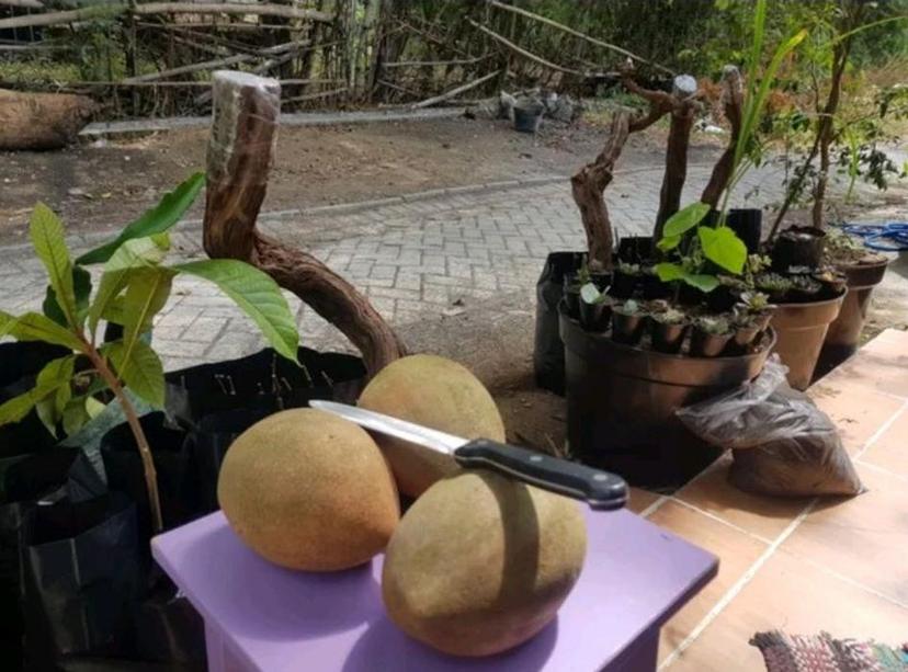 Gambar Produk jual pohon buah Bibit Buah Sapote Mamey Lorito Loreto Balikpapan