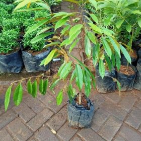 jual pohon buah Bibit Duren Bawor Dfy Cangkok Tanaman Pohon Buah Durian Montong Musang King Medan Palu Harga Ter Jayapura