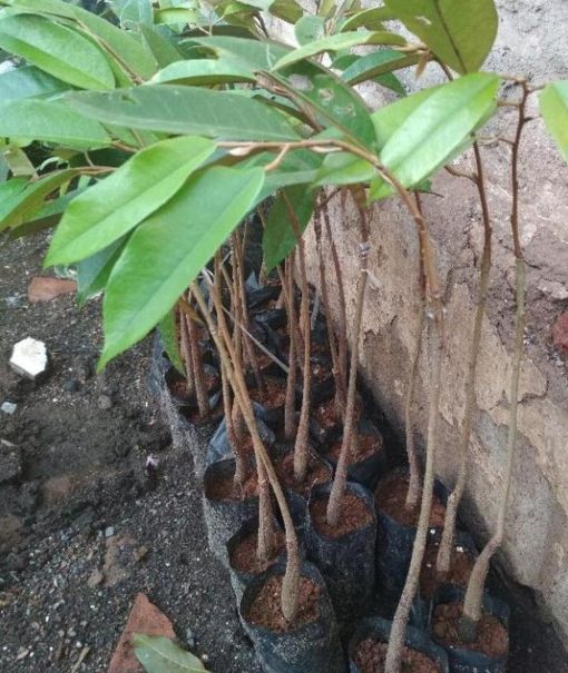 jual pohon buah Bibit Durian Duri Hitam Terlaris Montong Dan Musangking Kaki Tunggal Grosir Pariaman