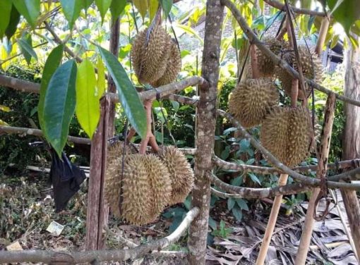 jual pohon buah Bibit Durian Namlung Jenis Super Murah Gorontalo