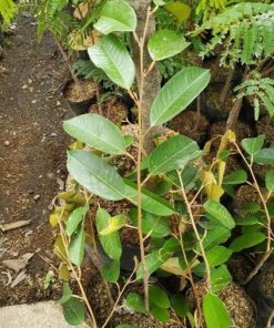 jual pohon buah Bibit Durian Super Tembaga Bangka Baru