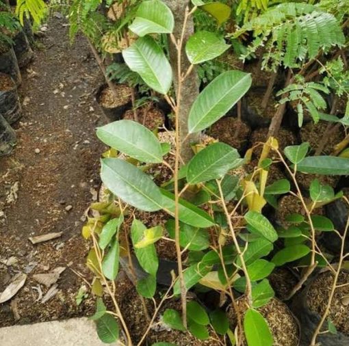 jual pohon buah Bibit Durian Super Tembaga Bangka Baru
