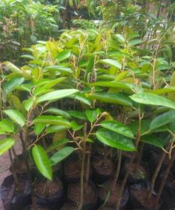 jual pohon buah Bibit Durian Super Tembaga Bangka Okulasi Cepat Buah Karangasem