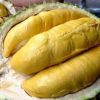 jual pohon buah Bibit Durian Unggul Moontong Kaki Tiga Hasil Okulasi Minahasa Selatan