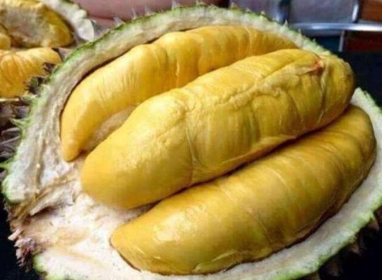 jual pohon buah Bibit Durian Unggul Moontong Kaki Tiga Hasil Okulasi Minahasa Selatan
