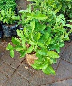 jual pohon buah Bibit Jambu Air Baru Hasil Cangkok Tanaman Hias Buah Kancing Citra Merah King Rose Dalhari , Binjai