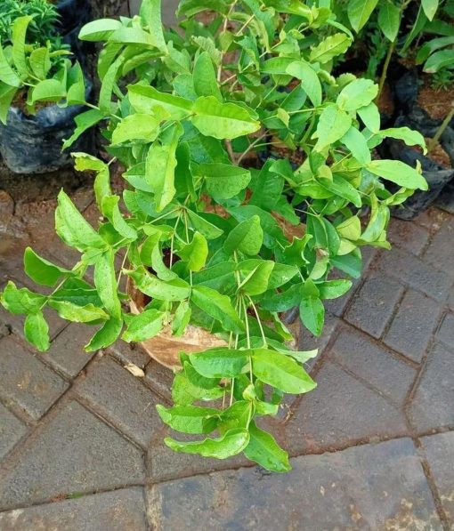 jual pohon buah Bibit Jambu Air Baru Hasil Cangkok Tanaman Hias Buah Kancing Citra Merah King Rose Dalhari , Tual