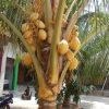 jual pohon buah Bibit Kelapa Gading Pohon Kuning - Tanaman Manggarai Timur