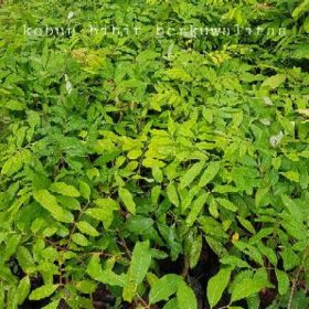 jual pohon buah Bibit Kelengkeng Matalada Dan Aroma Durian Unggul Sintang