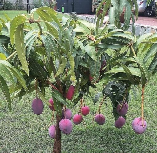 jual pohon buah Bibit Mangga Irwin Unggul Minahasa Selatan