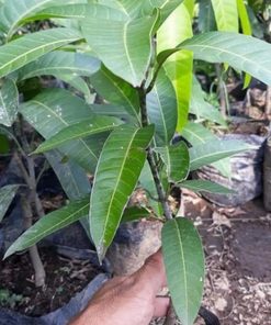 jual pohon buah Bibit Mangga Kiojay Okulasi Super Murah Meriah Padang