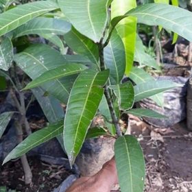 jual pohon buah Bibit Mangga Kiojay Okulasi Super Murah Meriah Padang