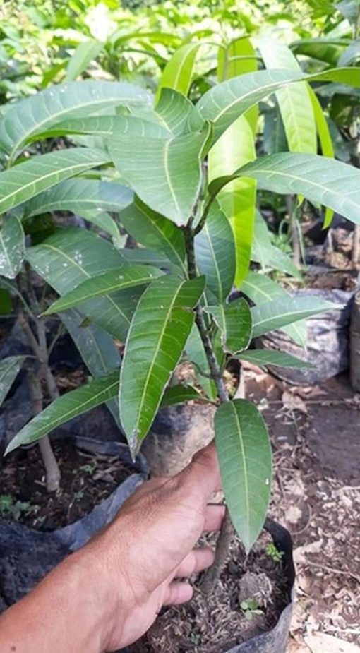 jual pohon buah Bibit Mangga Kiojay Okulasi Super Murah Meriah Padang