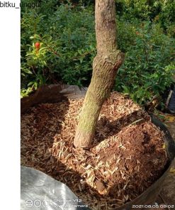 jual pohon buah Bibit Mangga Miyazaki Batang Super Tambulapot Cod Padangsidimpuan