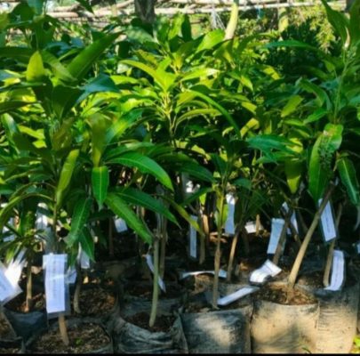 jual pohon buah Bibit Mangga Miyazaki Dijual Import Diskon Banggai Kepulauan