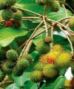 jual pohon buah Bibit Rambutan Rapiah Pohon Tanaman Buah Ropiah Pangkal Pinang