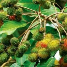 jual pohon buah Bibit Rambutan Rapiah Pohon Tanaman Buah Ropiah Pangkal Pinang