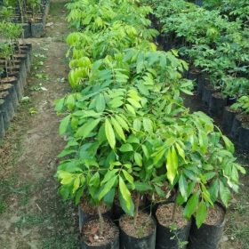 klengkeng new kristal Sumatra Selatan