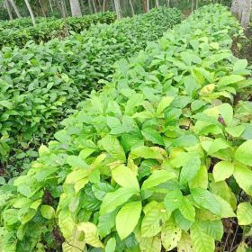 kopi robusta istimewa isi 6 bibit Sulawesi Utara