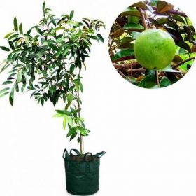 murah bibit buah kenitu sawo apel unggul Ternate