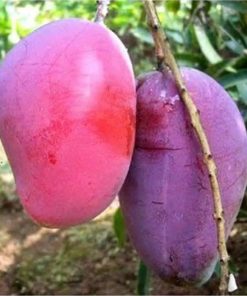 murah bibit tanaman mangga irwin siap buah Lampung