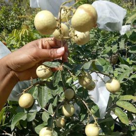 original bibit kelengkeng matalada hampir tanpa biji cepat berbuah Jakarta