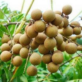 orisinil bibit pohon kelengkeng diamond river lebih cepat berbuah Palopo