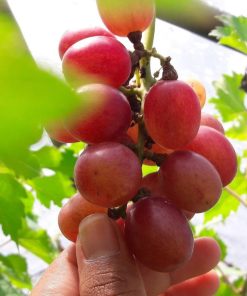 paket 2 bibit anggur import murah tanaman anggur murah bibit buah anggur terlaris Bangka Belitung