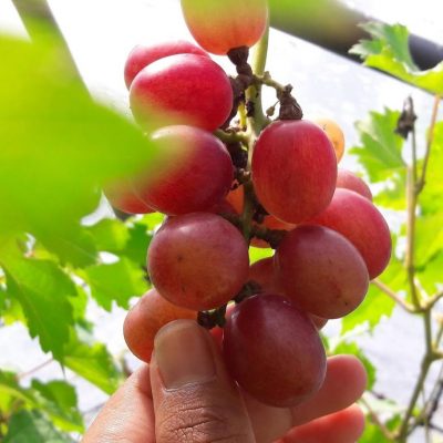 paket 2 bibit anggur import murah tanaman anggur murah bibit buah anggur terlaris Bangka Belitung