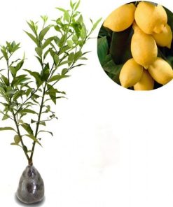 paket 2 bibit jeruk lemon california super unggul Tanjungbalai